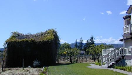 Black Chicken Vineyard