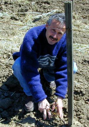 Bob Biale with New Planting
