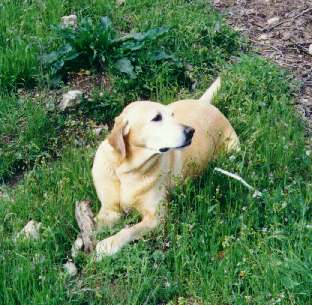 brook.jpg (25236 bytes)