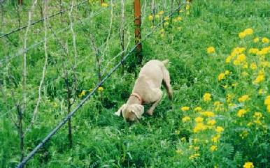Joplin in the Mustard