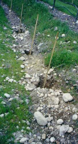 newplantingsvstrasser.jpg (32221 bytes)