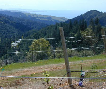 Ocean View from New Vineyard