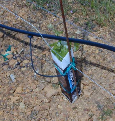 Soil of New Vineyard